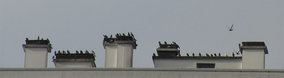 Prendre place, projet artistique participatif de viviane Rabaud. Vue du quartier. toit de tour avec pigeons.